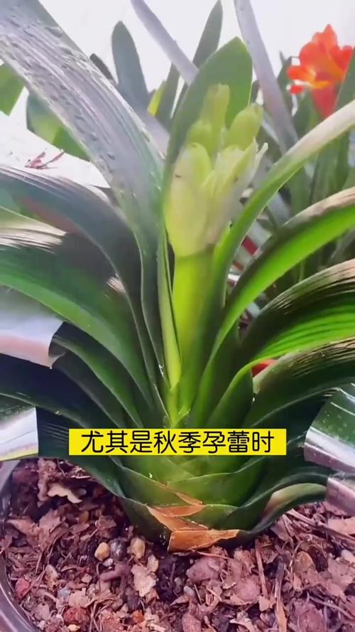 君子兰叶子油绿却不开花（君子兰叶片不油绿）-第4张图片-花花知道网