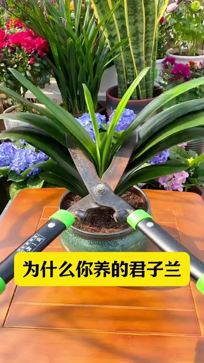 君子兰叶子油绿却不开花（君子兰叶片不油绿）-第5张图片-花花知道网
