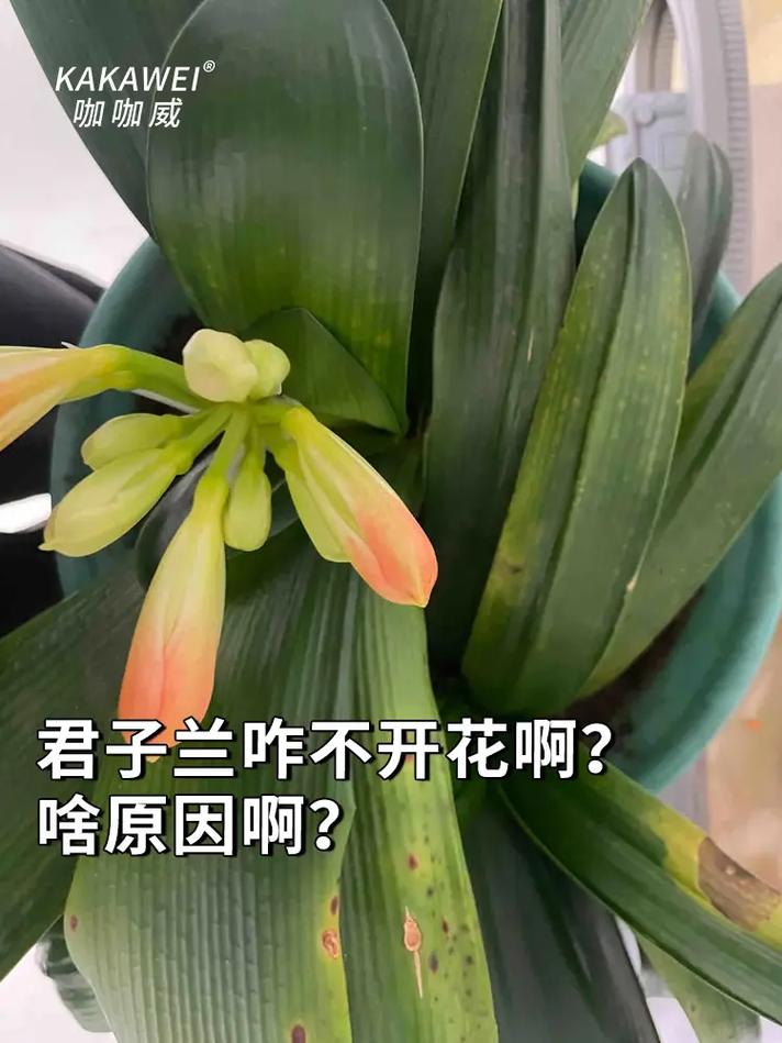君子兰叶子油绿却不开花（君子兰叶片不油绿）-第6张图片-花花知道网