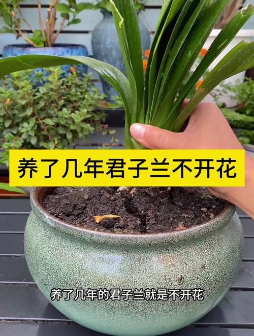 君子兰叶子油绿却不开花（君子兰叶片不油绿）-第7张图片-花花知道网