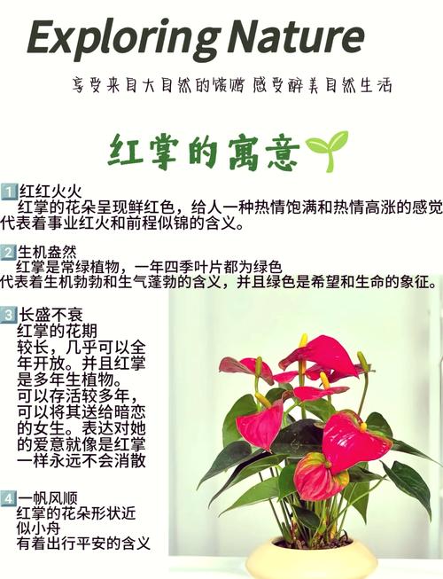 红掌怎么养比较好(红掌怎么养比较好活)-第3张图片-花花知道网 红掌怎么养比较好(红掌怎么养比较好活)-第3张图片-花花知道网