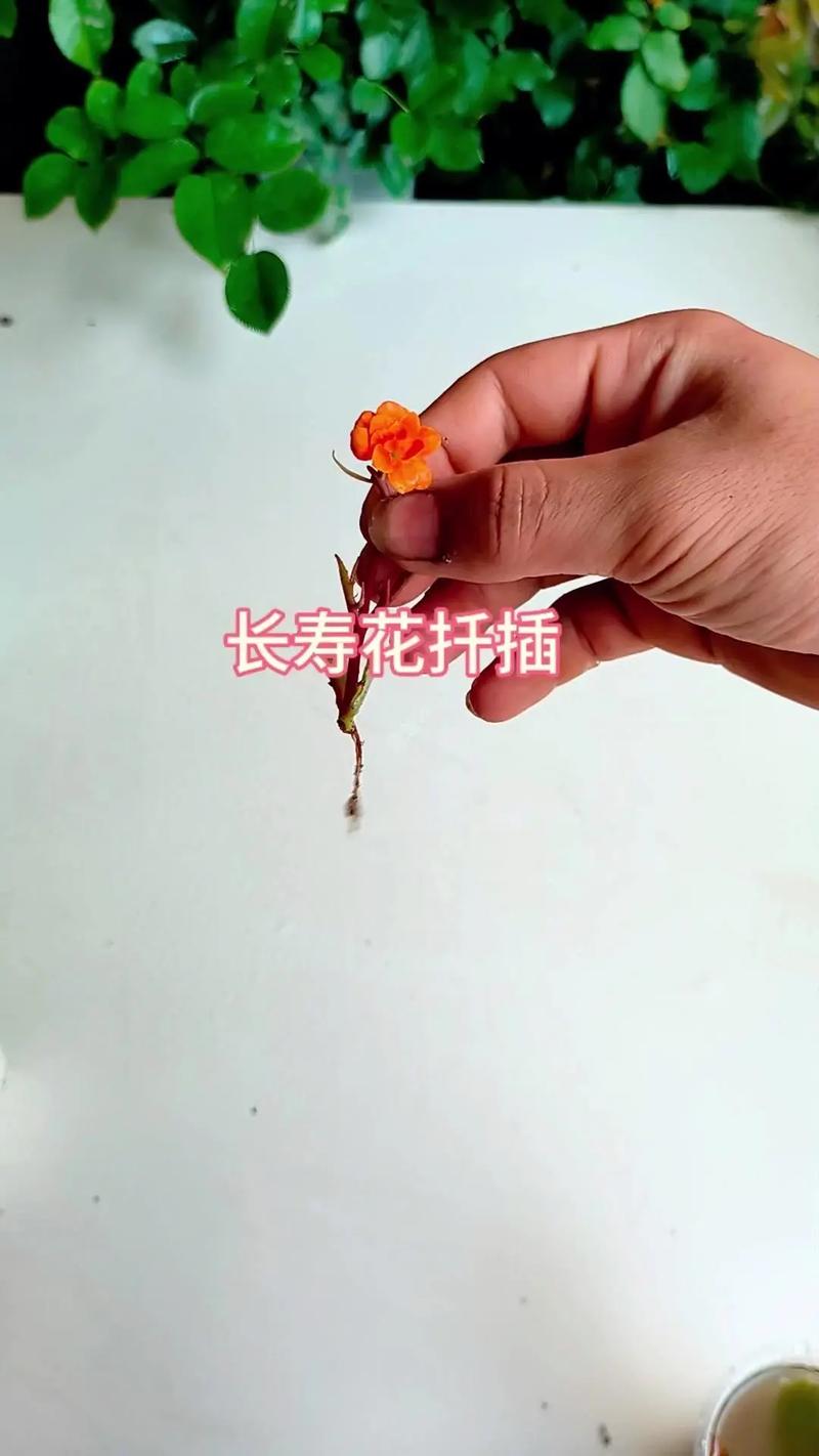 长寿花一剪一插(长寿花一剪一插能活吗)-第1张图片-花花知道网 长寿花一剪一插(长寿花一剪一插能活吗)-第1张图片-花花知道网