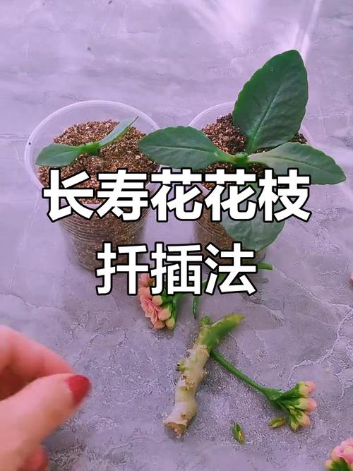 长寿花一剪一插(长寿花一剪一插能活吗)-第2张图片-花花知道网 长寿花一剪一插(长寿花一剪一插能活吗)-第2张图片-花花知道网