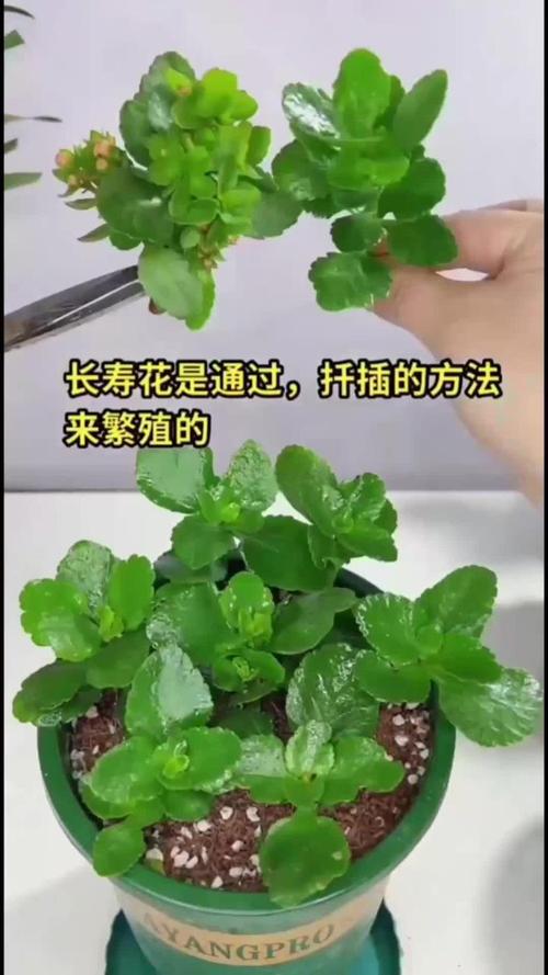 长寿花一剪一插(长寿花一剪一插能活吗)-第7张图片-花花知道网 长寿花一剪一插(长寿花一剪一插能活吗)-第7张图片-花花知道网