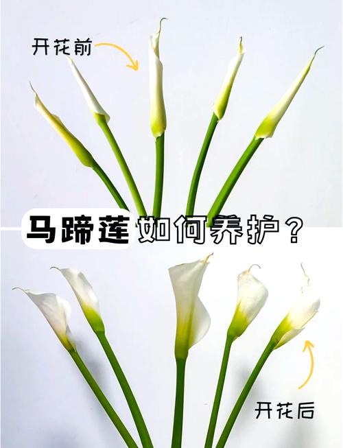 马蹄莲冬天怎么养(马蹄莲冬天怎么养才能安全过冬?)-第2张图片-花花知道网 马蹄莲冬天怎么养(马蹄莲冬天怎么养才能安全过冬?)-第2张图片-花花知道网