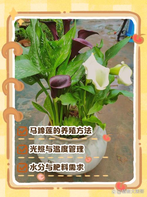 马蹄莲冬天怎么养(马蹄莲冬天怎么养才能安全过冬?)-第4张图片-花花知道网 马蹄莲冬天怎么养(马蹄莲冬天怎么养才能安全过冬?)-第4张图片-花花知道网