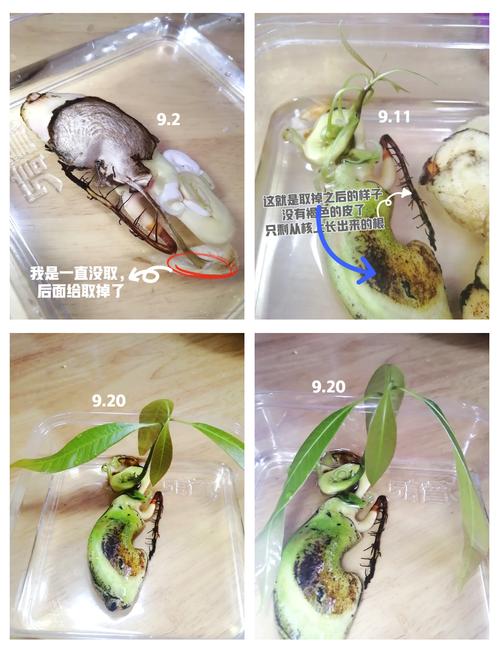 芒果核怎么种盆栽(芒果核怎样栽种)-第2张图片-花花知道网 芒果核怎么种盆栽(芒果核怎样栽种)-第2张图片-花花知道网