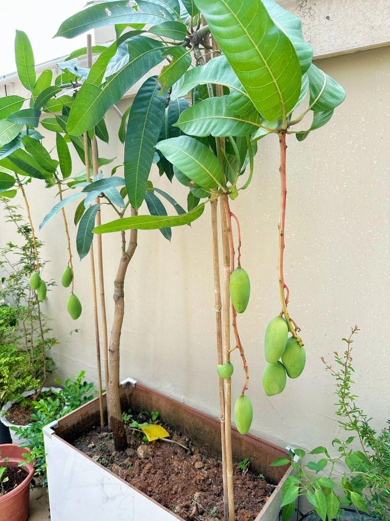 芒果核怎么种盆栽(芒果核怎样栽种)-第3张图片-花花知道网 芒果核怎么种盆栽(芒果核怎样栽种)-第3张图片-花花知道网