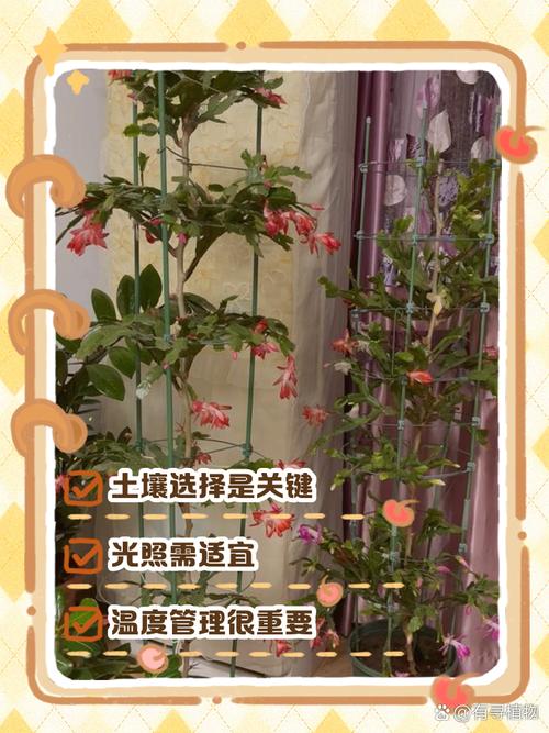 嫁接后的蟹爪兰怎么养(嫁接的蟹爪兰怎么养开花快)-第3张图片-花花知道网 嫁接后的蟹爪兰怎么养(嫁接的蟹爪兰怎么养开花快)-第3张图片-花花知道网