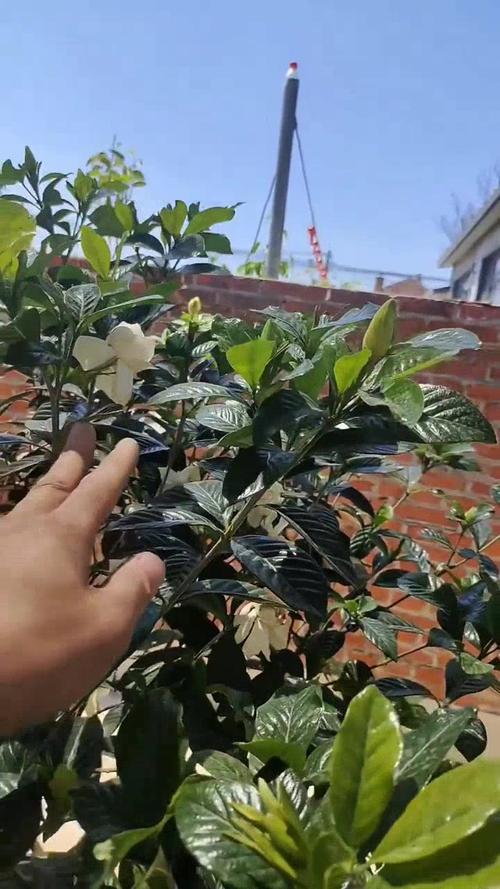 栀子花可以浇淘米水吗(栀子花能浇水吗)-第4张图片-花花知道网 栀子花可以浇淘米水吗(栀子花能浇水吗)-第4张图片-花花知道网
