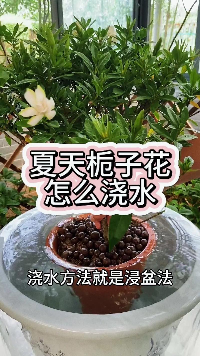 栀子花可以浇淘米水吗(栀子花能浇水吗)-第6张图片-花花知道网 栀子花可以浇淘米水吗(栀子花能浇水吗)-第6张图片-花花知道网