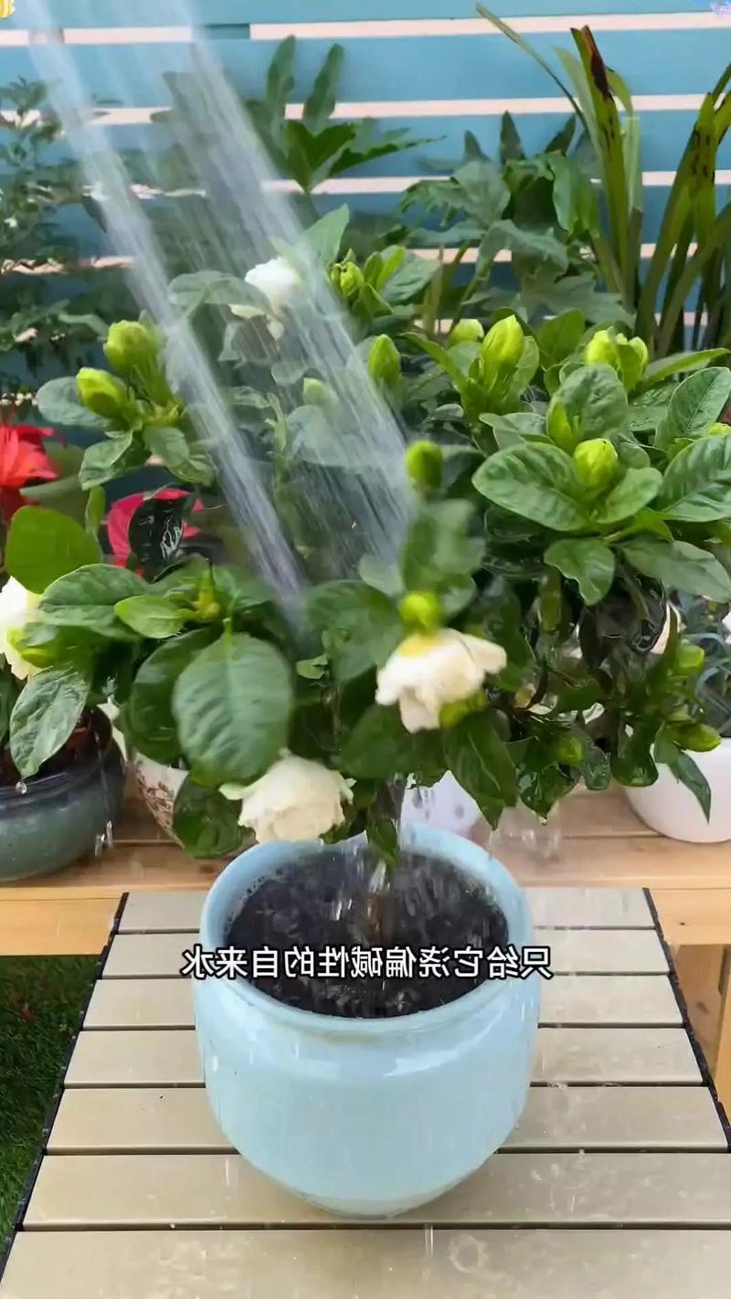 栀子花可以浇淘米水吗(栀子花能浇水吗)-第7张图片-花花知道网 栀子花可以浇淘米水吗(栀子花能浇水吗)-第7张图片-花花知道网