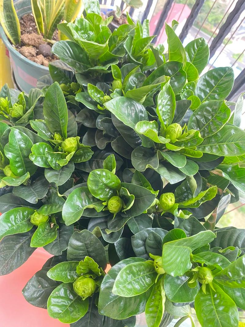 栀子花可以浇淘米水吗(栀子花能浇水吗)-第8张图片-花花知道网 栀子花可以浇淘米水吗(栀子花能浇水吗)-第8张图片-花花知道网