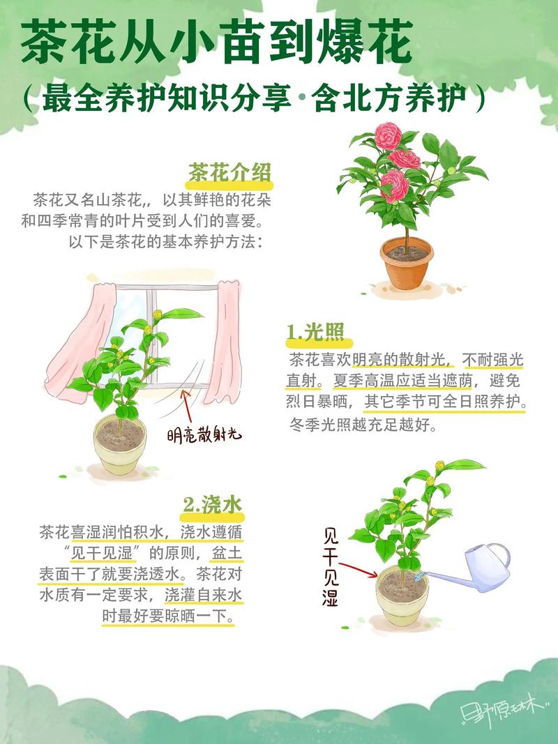 如何延长茶花花期(如何促进茶花的生长?)-第1张图片-花花知道网 如何延长茶花花期(如何促进茶花的生长?)-第1张图片-花花知道网
