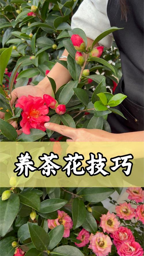 如何延长茶花花期(如何促进茶花的生长?)-第2张图片-花花知道网 如何延长茶花花期(如何促进茶花的生长?)-第2张图片-花花知道网