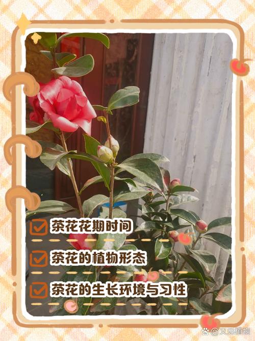 如何延长茶花花期(如何促进茶花的生长?)-第4张图片-花花知道网 如何延长茶花花期(如何促进茶花的生长?)-第4张图片-花花知道网