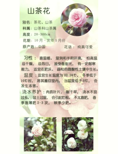 如何延长茶花花期(如何促进茶花的生长?)-第6张图片-花花知道网 如何延长茶花花期(如何促进茶花的生长?)-第6张图片-花花知道网