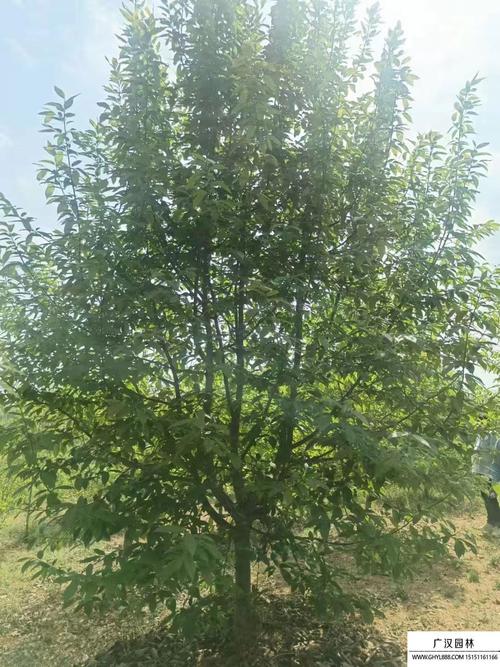 如何使二乔木兰在元旦开花(二乔木兰和二乔玉兰)-第1张图片-花花知道网 如何使二乔木兰在元旦开花(二乔木兰和二乔玉兰)-第1张图片-花花知道网