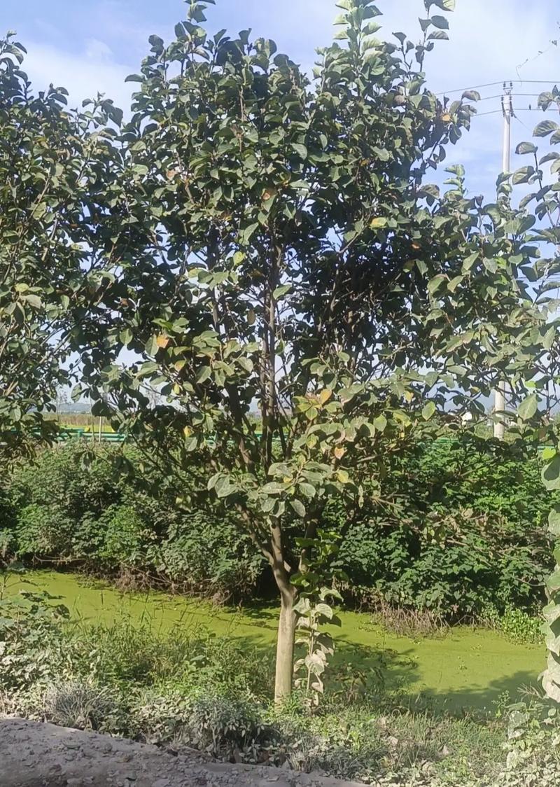 如何使二乔木兰在元旦开花(二乔木兰和二乔玉兰)-第2张图片-花花知道网 如何使二乔木兰在元旦开花(二乔木兰和二乔玉兰)-第2张图片-花花知道网