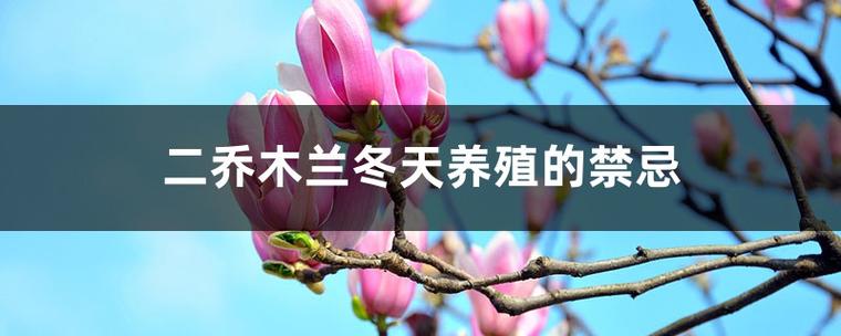 如何使二乔木兰在元旦开花(二乔木兰和二乔玉兰)-第3张图片-花花知道网 如何使二乔木兰在元旦开花(二乔木兰和二乔玉兰)-第3张图片-花花知道网