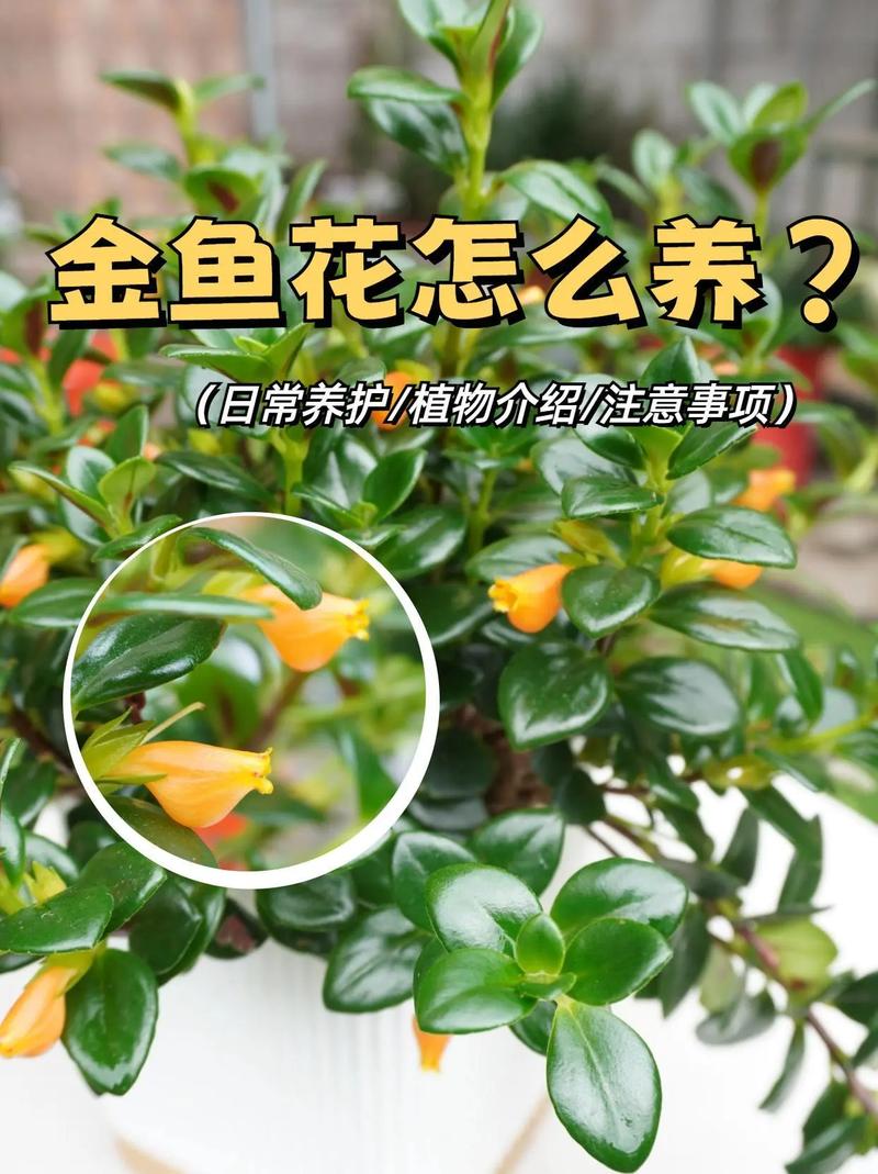 金鱼吊兰怎么爆盆(金鱼吊兰爆盆图片)-第6张图片-花花知道网 金鱼吊兰怎么爆盆(金鱼吊兰爆盆图片)-第6张图片-花花知道网
