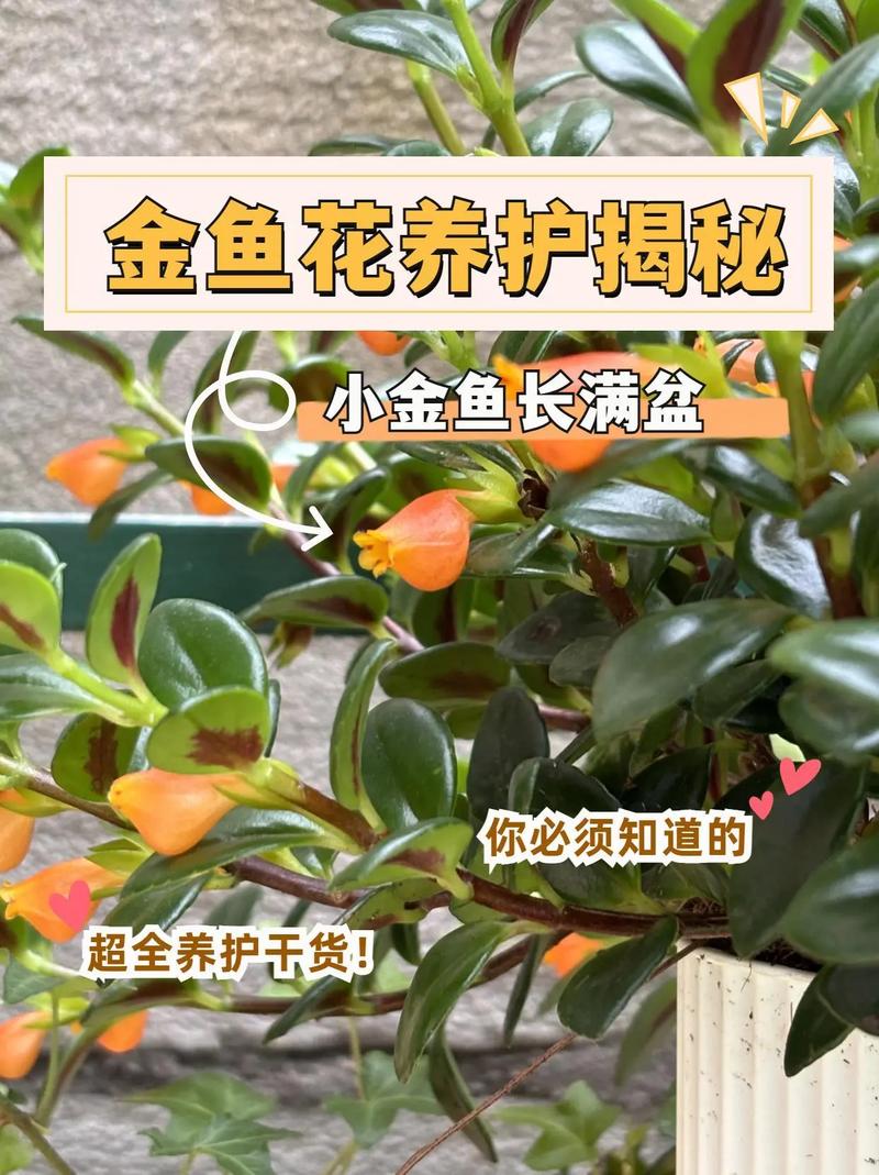 金鱼吊兰怎么爆盆(金鱼吊兰爆盆图片)-第8张图片-花花知道网 金鱼吊兰怎么爆盆(金鱼吊兰爆盆图片)-第8张图片-花花知道网