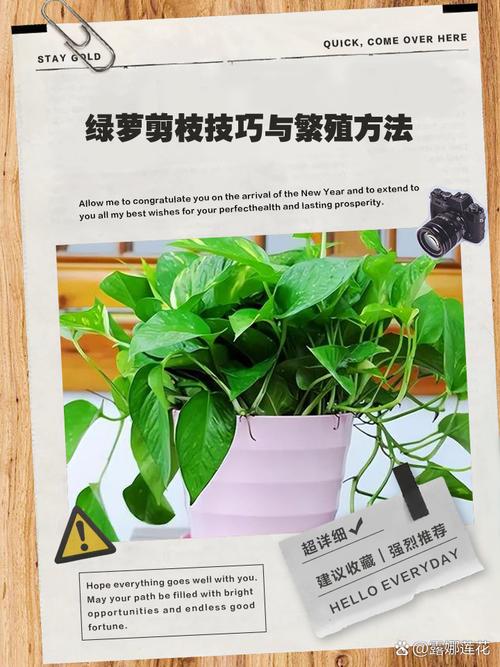 绿萝怎么修剪好看(绿萝怎么修剪好看又简单)-第3张图片-花花知道网 绿萝怎么修剪好看(绿萝怎么修剪好看又简单)-第3张图片-花花知道网