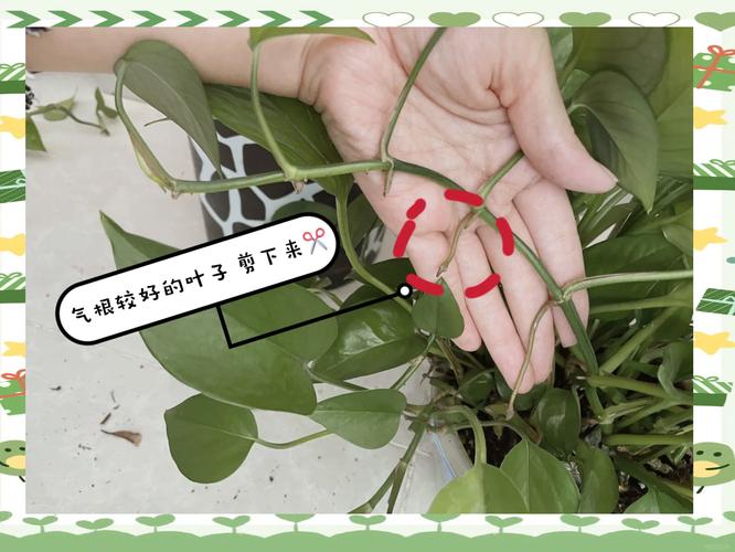 绿萝怎么修剪好看(绿萝怎么修剪好看又简单)-第5张图片-花花知道网 绿萝怎么修剪好看(绿萝怎么修剪好看又简单)-第5张图片-花花知道网