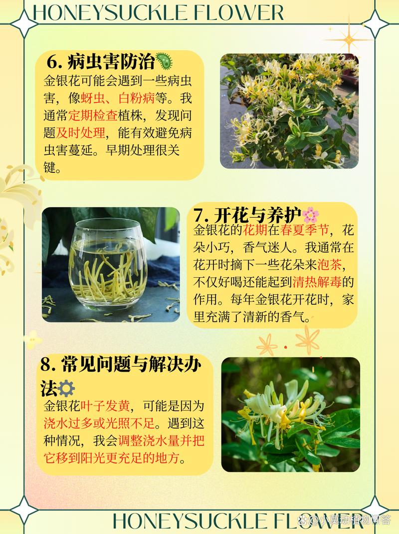 金银花怎么养长得快(金银花怎么养植)-第2张图片-花花知道网 金银花怎么养长得快(金银花怎么养植)-第2张图片-花花知道网