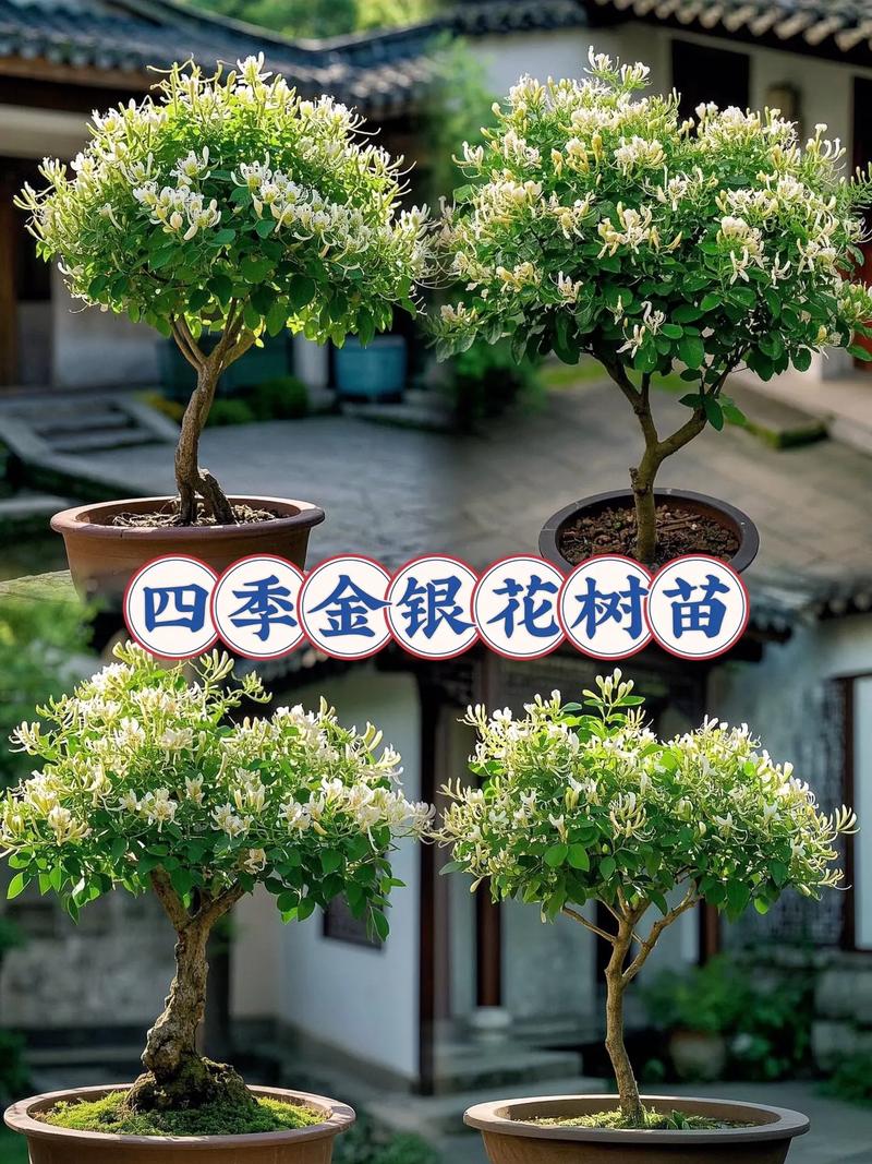 金银花怎么养长得快(金银花怎么养植)-第3张图片-花花知道网 金银花怎么养长得快(金银花怎么养植)-第3张图片-花花知道网