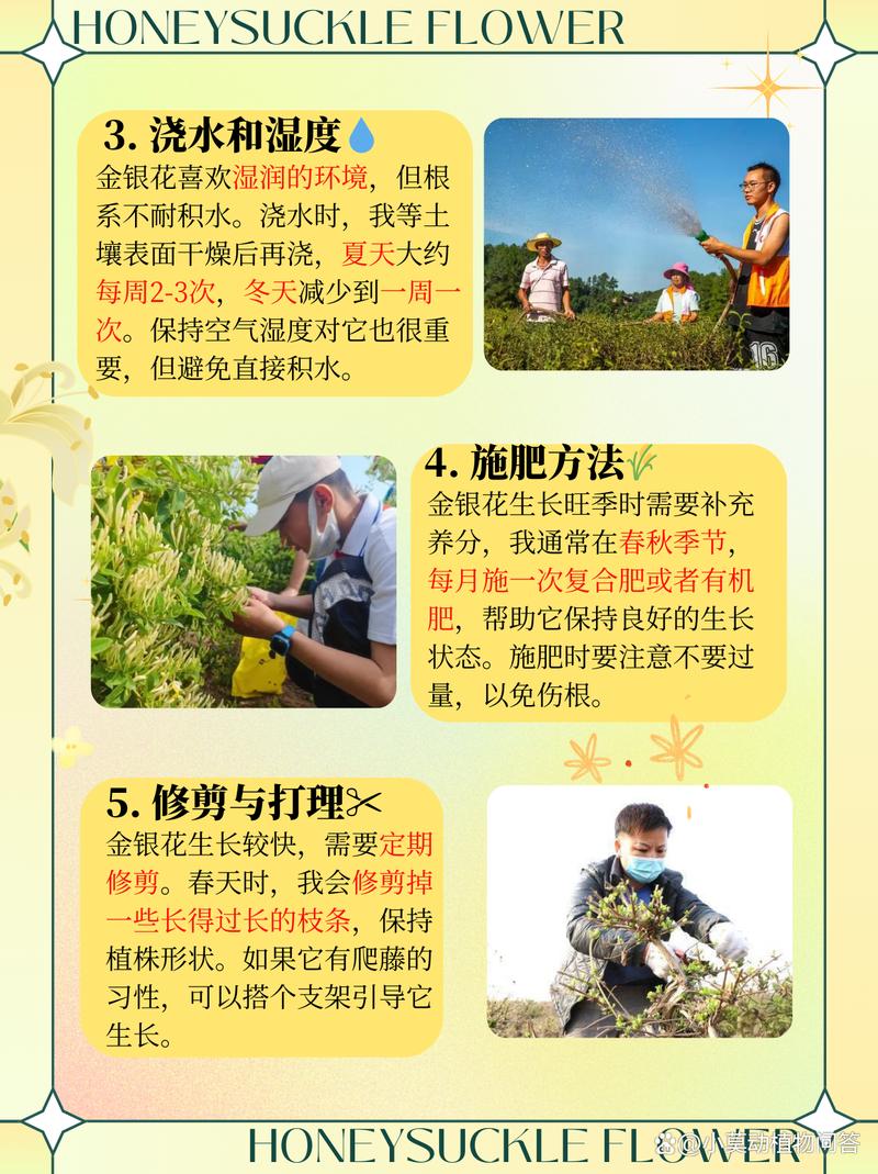 金银花怎么养长得快(金银花怎么养植)-第4张图片-花花知道网 金银花怎么养长得快(金银花怎么养植)-第4张图片-花花知道网