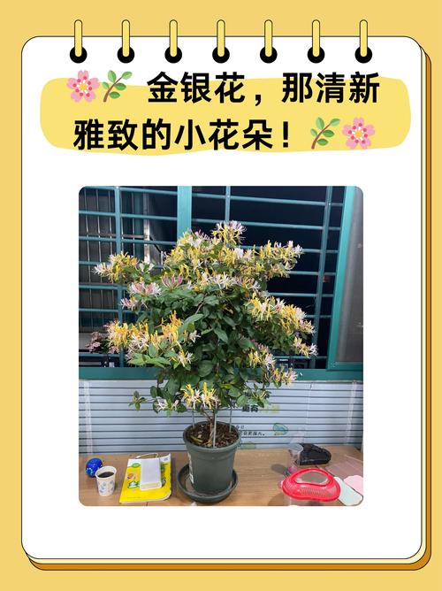 金银花怎么养长得快(金银花怎么养植)-第5张图片-花花知道网 金银花怎么养长得快(金银花怎么养植)-第5张图片-花花知道网