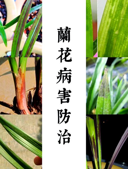 纹瓣兰的繁殖方式(纹瓣兰图片)-第3张图片-花花知道网 纹瓣兰的繁殖方式(纹瓣兰图片)-第3张图片-花花知道网