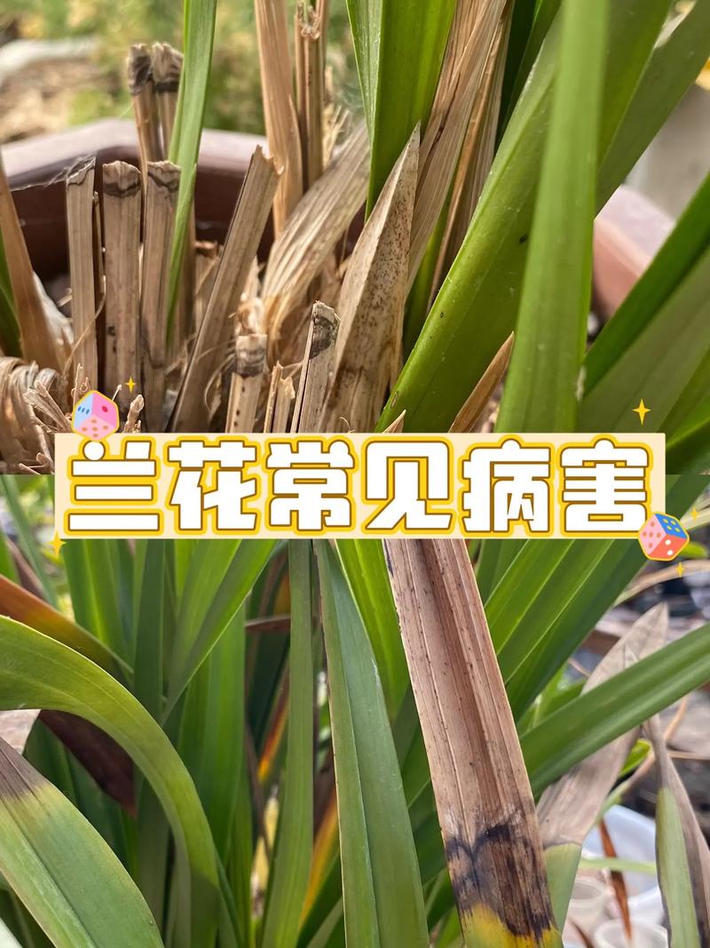 纹瓣兰的繁殖方式(纹瓣兰图片)-第4张图片-花花知道网 纹瓣兰的繁殖方式(纹瓣兰图片)-第4张图片-花花知道网
