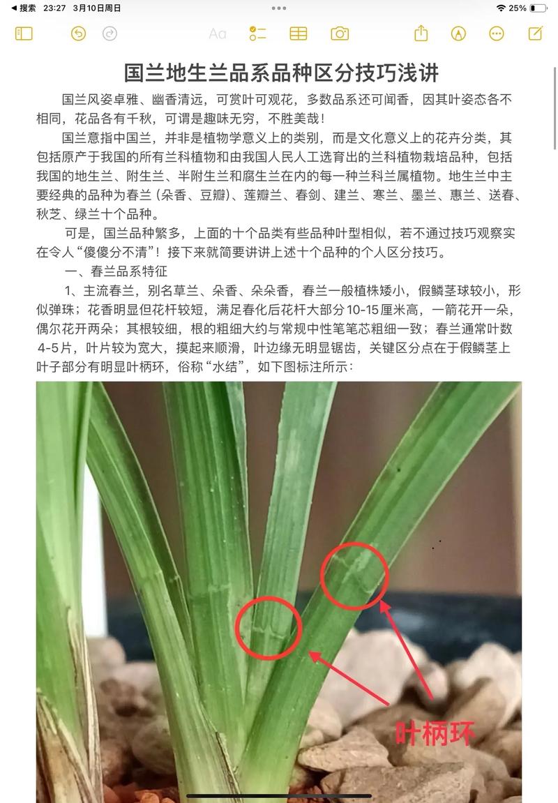 纹瓣兰的繁殖方式(纹瓣兰图片)-第7张图片-花花知道网 纹瓣兰的繁殖方式(纹瓣兰图片)-第7张图片-花花知道网
