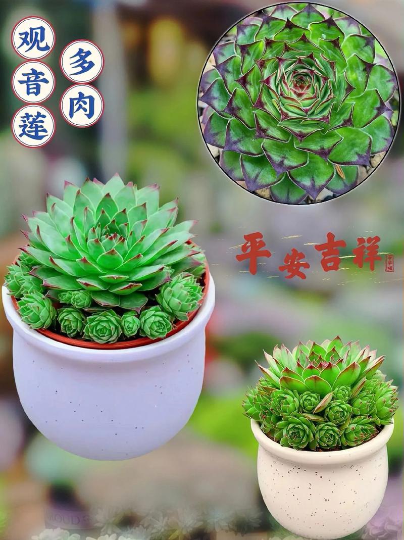 美丽莲的繁殖方法(美丽莲开花)-第3张图片-花花知道网 美丽莲的繁殖方法(美丽莲开花)-第3张图片-花花知道网