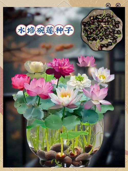 美丽莲的繁殖方法(美丽莲开花)-第5张图片-花花知道网 美丽莲的繁殖方法(美丽莲开花)-第5张图片-花花知道网