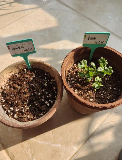 花毛茛怎么浇水(花毛茛浇水方法)-第1张图片-花花知道网 花毛茛怎么浇水(花毛茛浇水方法)-第1张图片-花花知道网