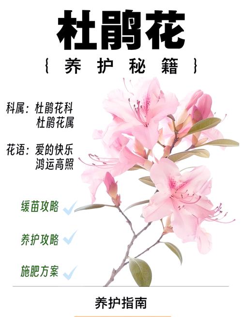 杜鹃花几天浇一次水(盆栽杜鹃花怎么浇水)-第1张图片-花花知道网 杜鹃花几天浇一次水(盆栽杜鹃花怎么浇水)-第1张图片-花花知道网