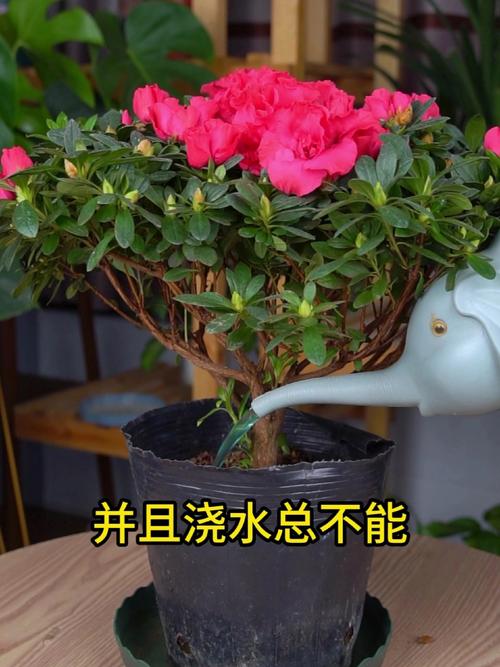 杜鹃花几天浇一次水(盆栽杜鹃花怎么浇水)-第5张图片-花花知道网 杜鹃花几天浇一次水(盆栽杜鹃花怎么浇水)-第5张图片-花花知道网