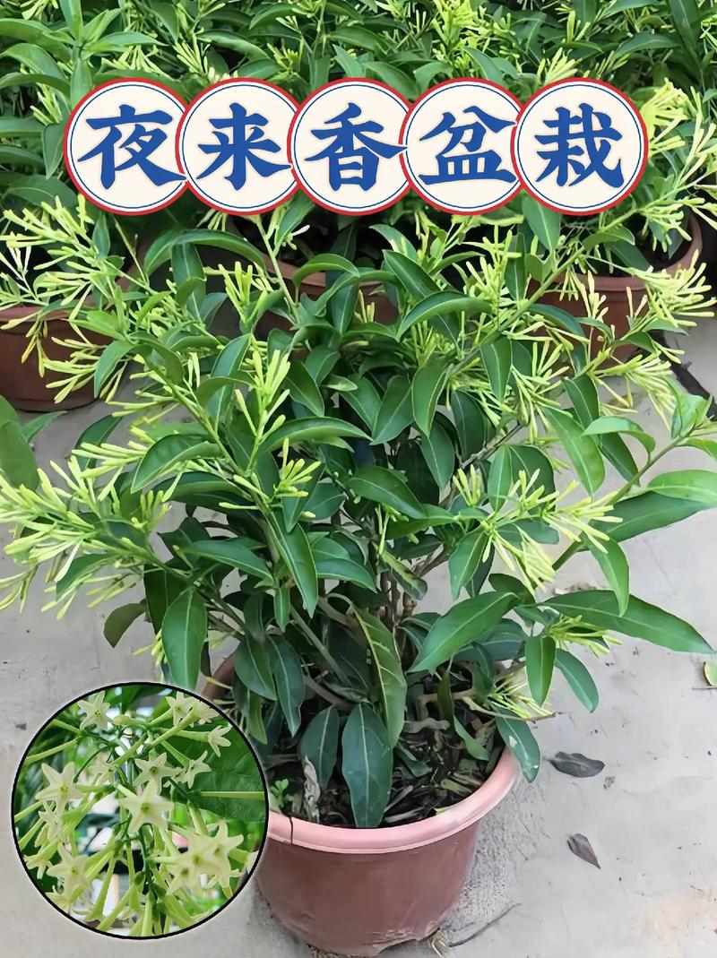 夜来香长什么样子(夜来香长什么样子简笔画)-第7张图片-花花知道网 夜来香长什么样子(夜来香长什么样子简笔画)-第7张图片-花花知道网