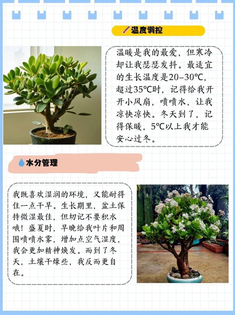 想要“玉树”长得快（玉树快速长大的方法）-第3张图片-花花知道网