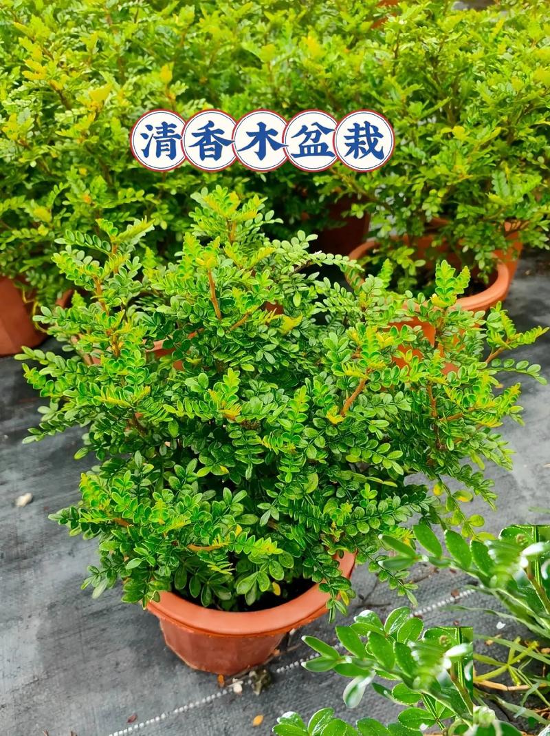 清香木用什么土养好(清香木用什么土壤种植比较好)-第1张图片-花花知道网 清香木用什么土养好(清香木用什么土壤种植比较好)-第1张图片-花花知道网