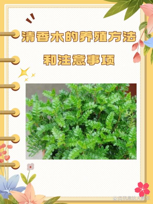 清香木用什么土养好(清香木用什么土壤种植比较好)-第3张图片-花花知道网 清香木用什么土养好(清香木用什么土壤种植比较好)-第3张图片-花花知道网
