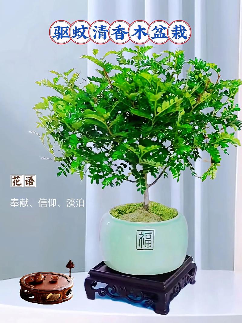 清香木用什么土养好(清香木用什么土壤种植比较好)-第6张图片-花花知道网 清香木用什么土养好(清香木用什么土壤种植比较好)-第6张图片-花花知道网