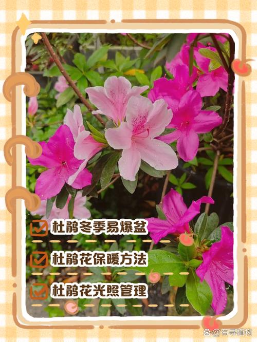 杜鹃花冬天怎么养(杜鹃花冬天怎么养护才能开花)-第1张图片-花花知道网 杜鹃花冬天怎么养(杜鹃花冬天怎么养护才能开花)-第1张图片-花花知道网