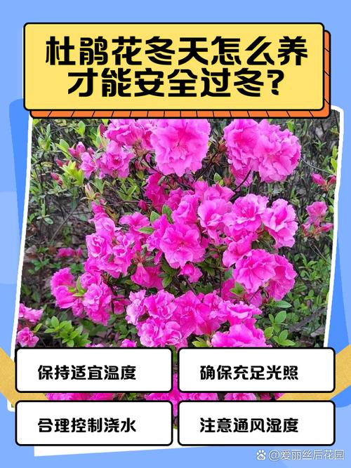 杜鹃花冬天怎么养(杜鹃花冬天怎么养护才能开花)-第4张图片-花花知道网 杜鹃花冬天怎么养(杜鹃花冬天怎么养护才能开花)-第4张图片-花花知道网