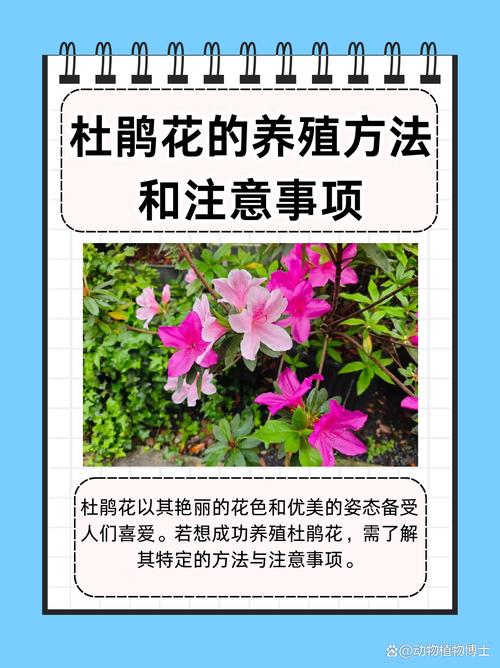 杜鹃花冬天怎么养(杜鹃花冬天怎么养护才能开花)-第6张图片-花花知道网 杜鹃花冬天怎么养(杜鹃花冬天怎么养护才能开花)-第6张图片-花花知道网