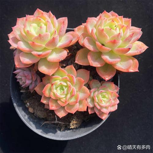 别再把多肉养成短命鬼(多肉寿命最长的品种)-第5张图片-花花知道网 别再把多肉养成短命鬼(多肉寿命最长的品种)-第5张图片-花花知道网