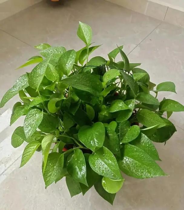 别再把多肉养成短命鬼(多肉寿命最长的品种)-第7张图片-花花知道网 别再把多肉养成短命鬼(多肉寿命最长的品种)-第7张图片-花花知道网